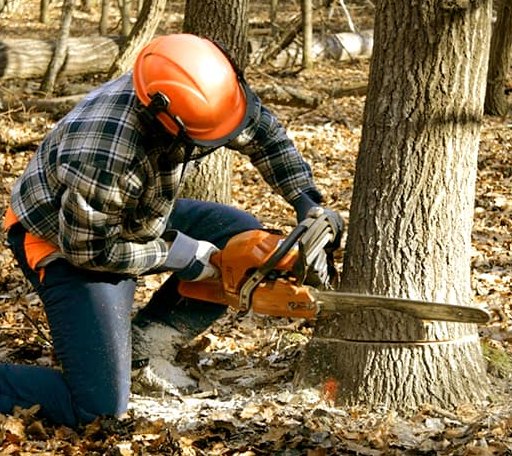 Tree Removal in Birdsnest, VA